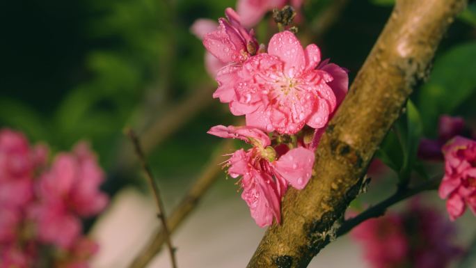 桃花林素材