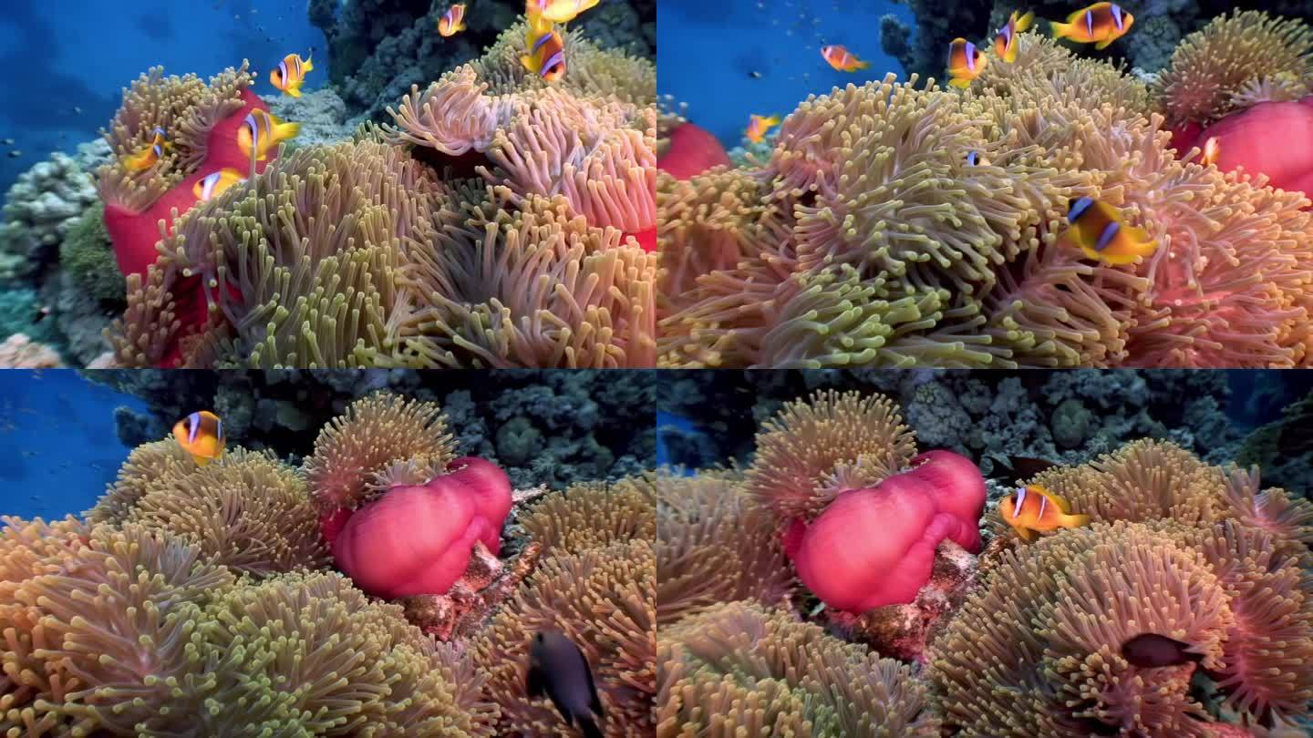 红海里的小丑鱼和海葵展开了水下伙伴关系。