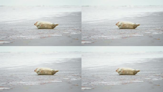 皮毛上沾着血的海豹宝宝侧卧在沙滩上喘着气。