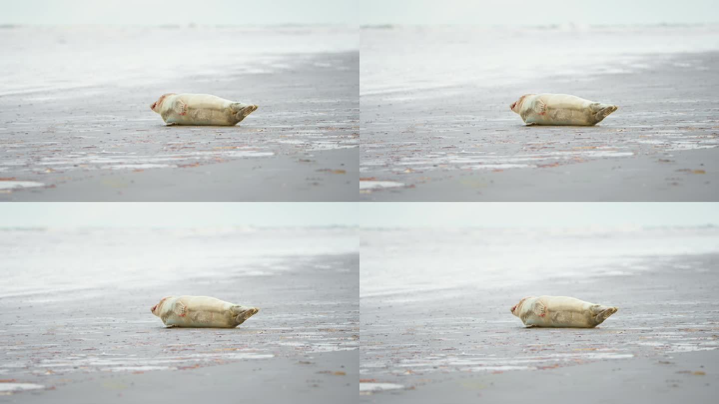 皮毛上沾着血的海豹宝宝侧卧在沙滩上喘着气。