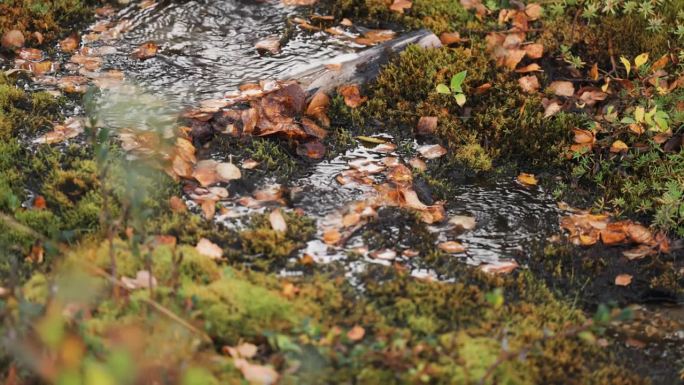 一条覆盖着落叶的浅浅的小溪流过长满苔藓的地形。