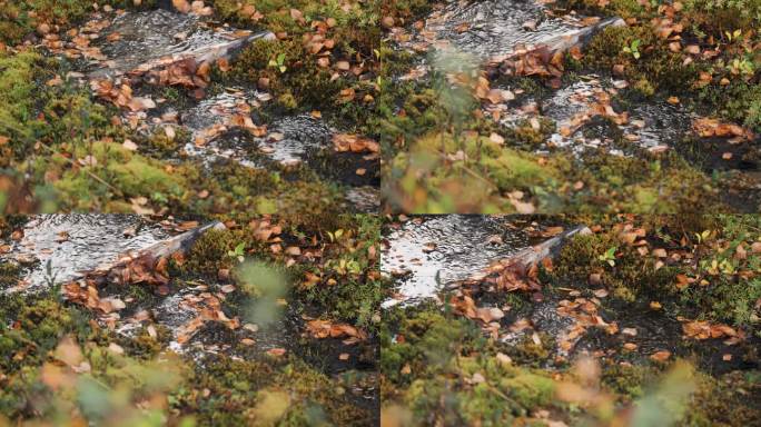 一条覆盖着落叶的浅浅的小溪流过长满苔藓的地形。