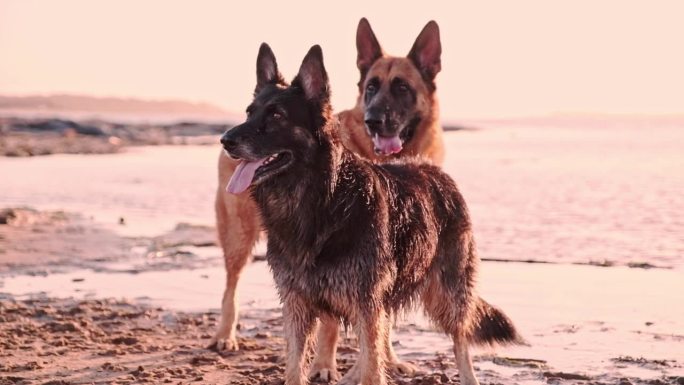 两只大阿尔萨斯狗站在日落的海滩上