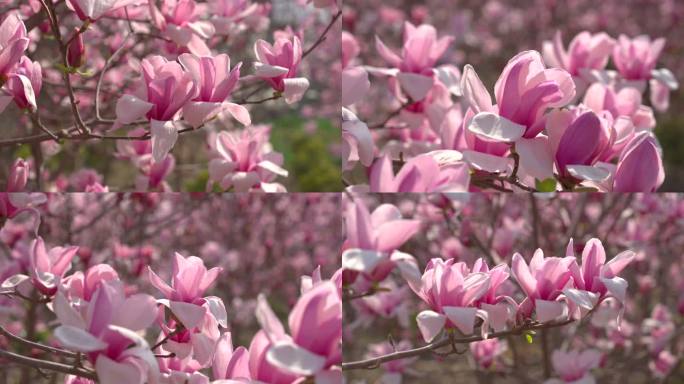 春日紫玉兰花花朵