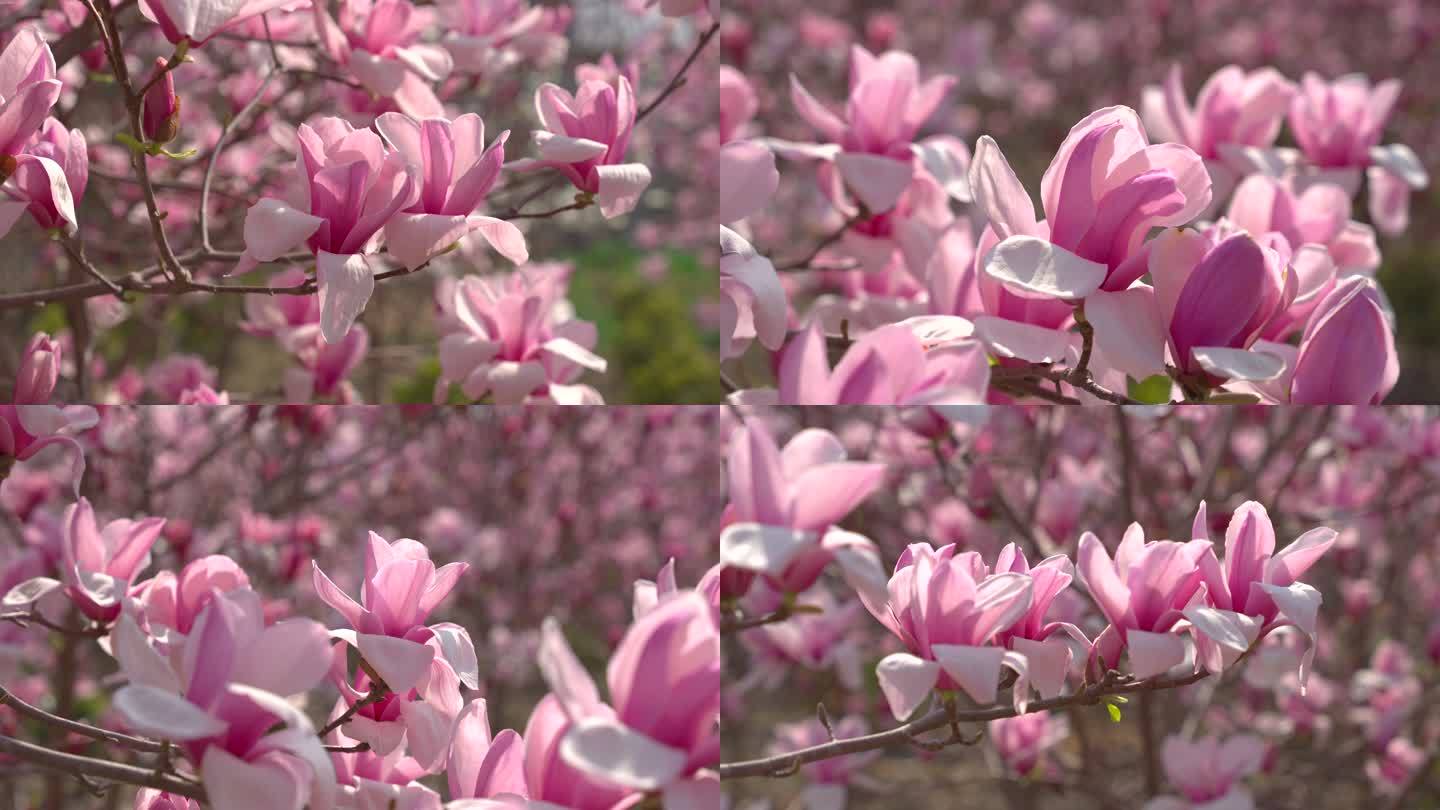 春日紫玉兰花花朵