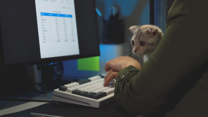 公司办公室，员工坐在房间里，小猫在他们的桌子上游荡，公司员工工作，猫在公司办公室玩耍，把幸运的猫放在