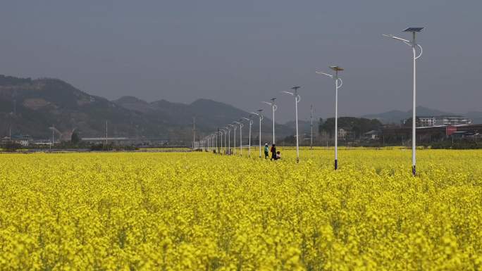 湖南省怀化市洪江市安江红村油菜花4K