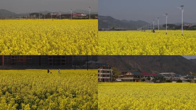 湖南省怀化市洪江市安江红村油菜花4K