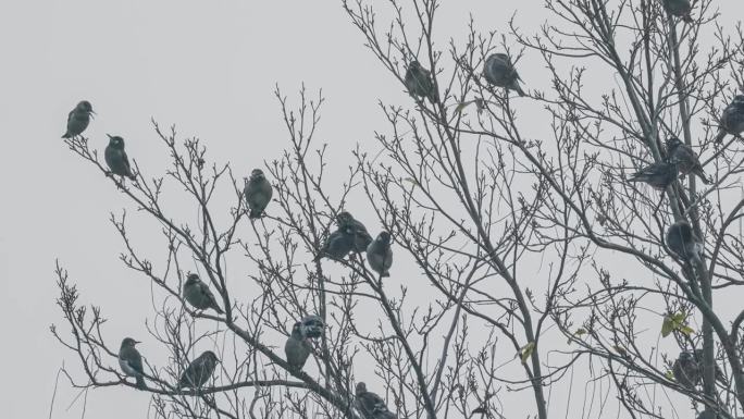 灰椋鸟成群地站在树上休息