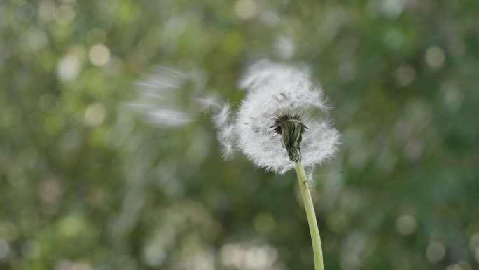 蒲公英种子随风飘散