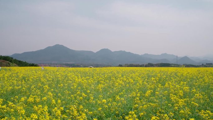 油菜花地