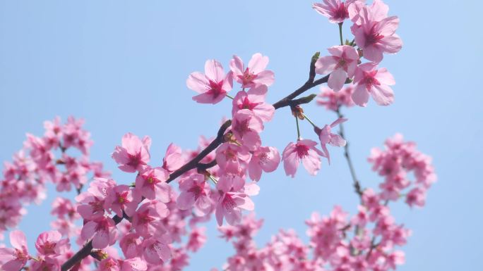 湖北武汉春季樱花盛开