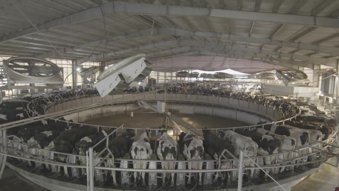 现代化的畜牧业奶牛产奶设备基地大景实拍