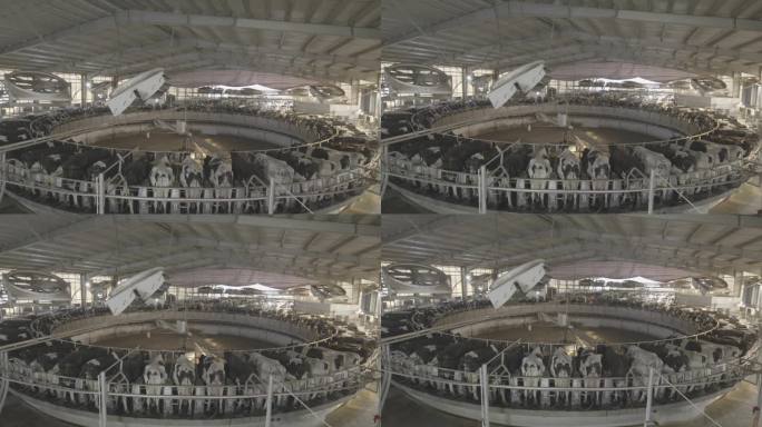 现代化的畜牧业奶牛产奶设备基地大景实拍