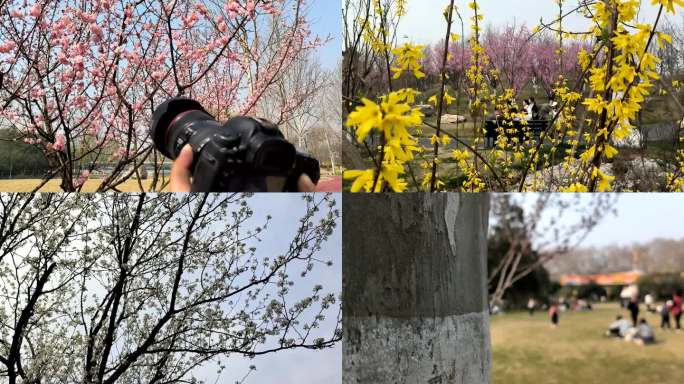 骆岗公园  赏花 花朵  览翠亭 骑行