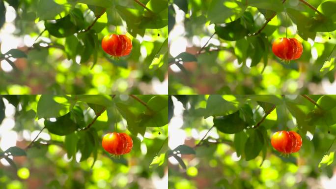 树上成熟的pitanga果实