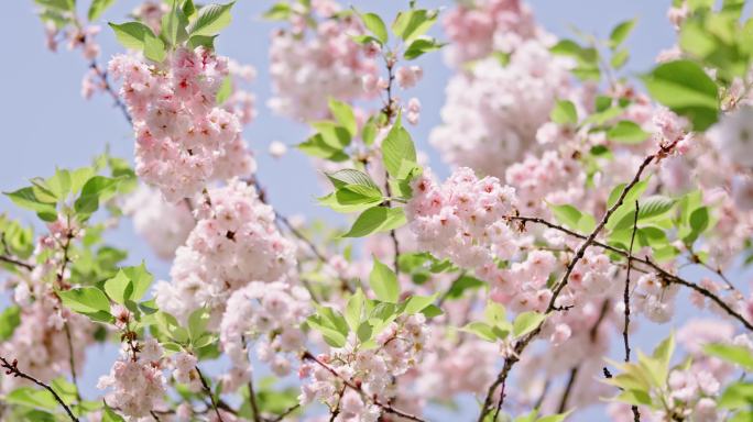 西安青龙寺樱花