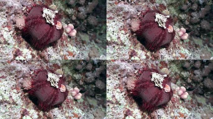 红海海底球形海胆。