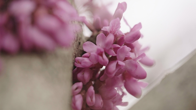 4K紫荆花