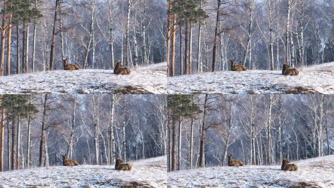 一对站在雪地里的野鹿