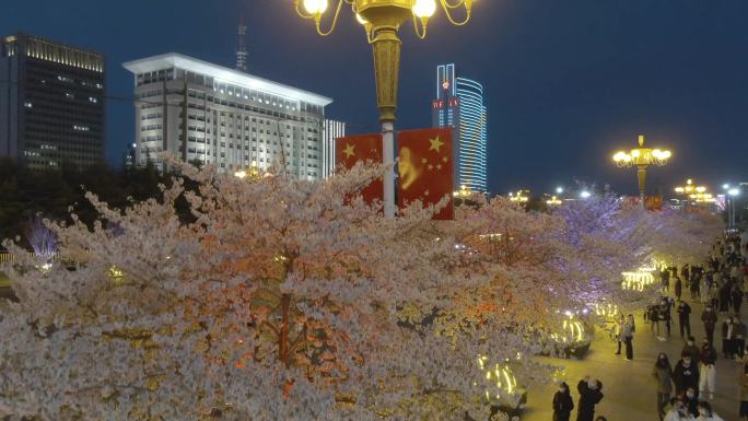 潍坊樱花夜景2