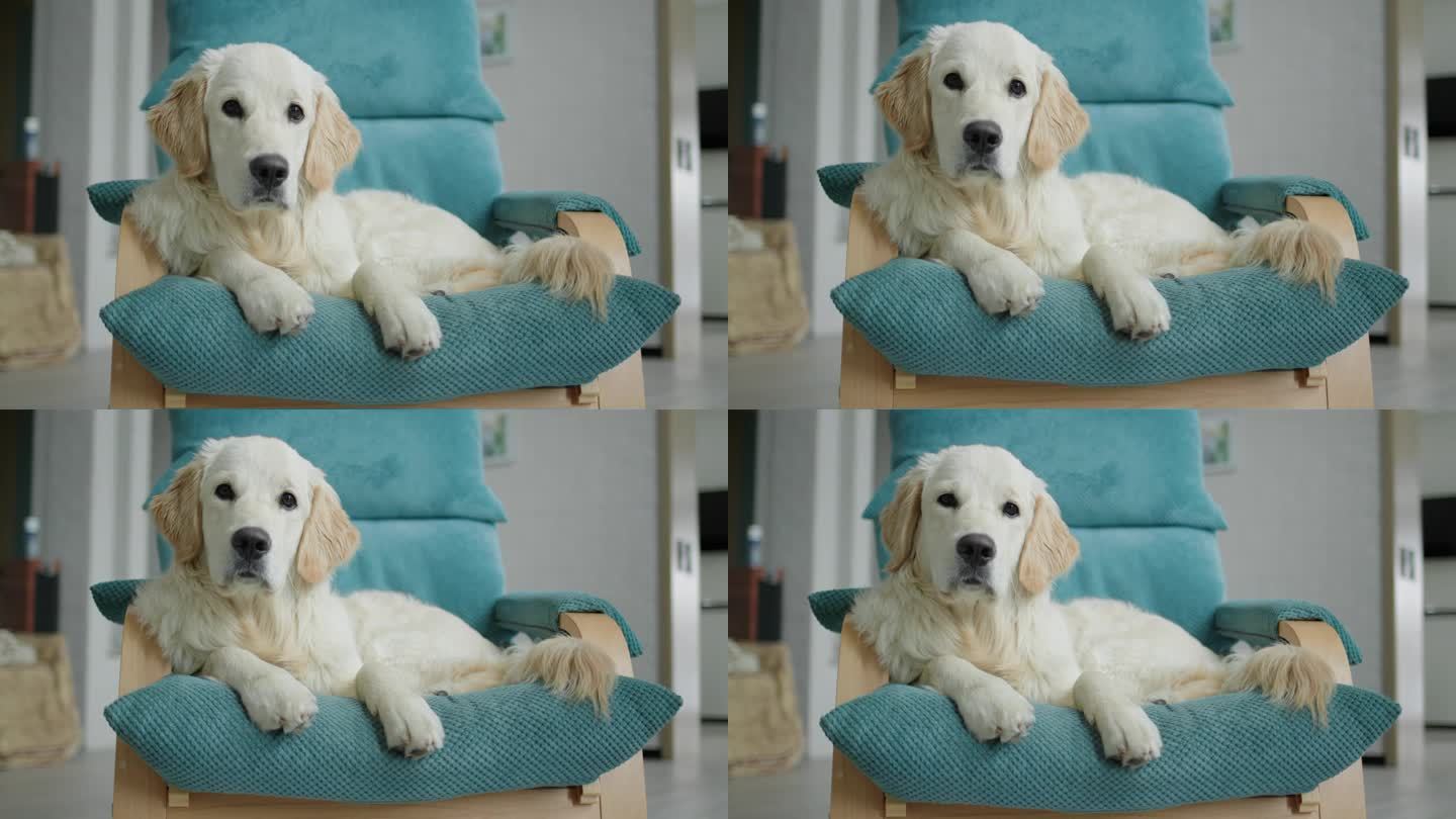 金毛猎犬在椅子上休息