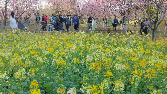 春天公园人群游乐拍摄鲜花盛开延时