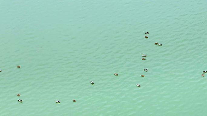 水鸟在金湖湿地嬉戏