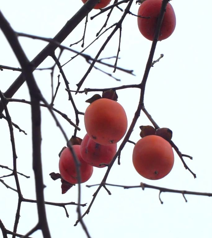 成熟的柿子挂满枝头