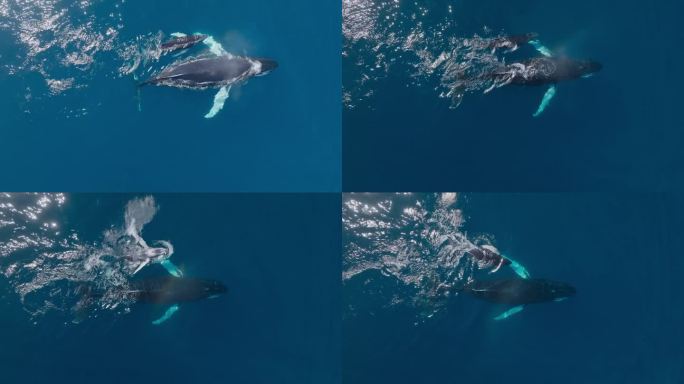 近距离鸟瞰，一头母鲸和可爱的小座头鲸在水面附近游泳，小座头鲸在周围玩耍和旋转