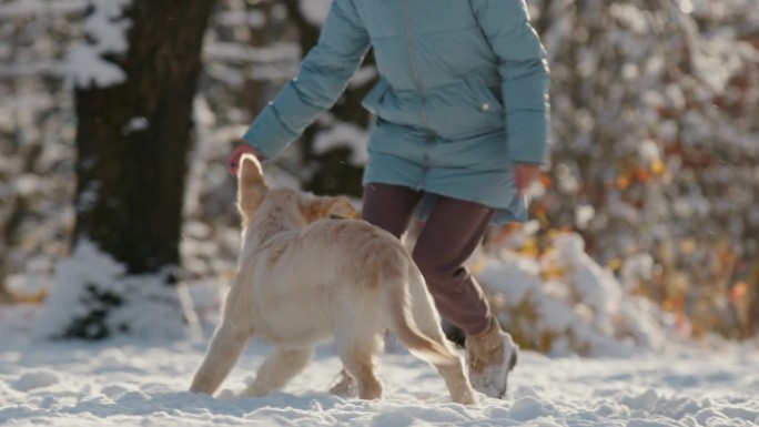 一位中年妇女在冬天的公园里玩得很开心——在她的金毛猎犬身上撒雪