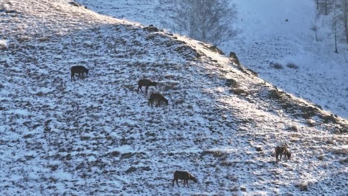 一群鹿在白雪覆盖的山坡上吃草