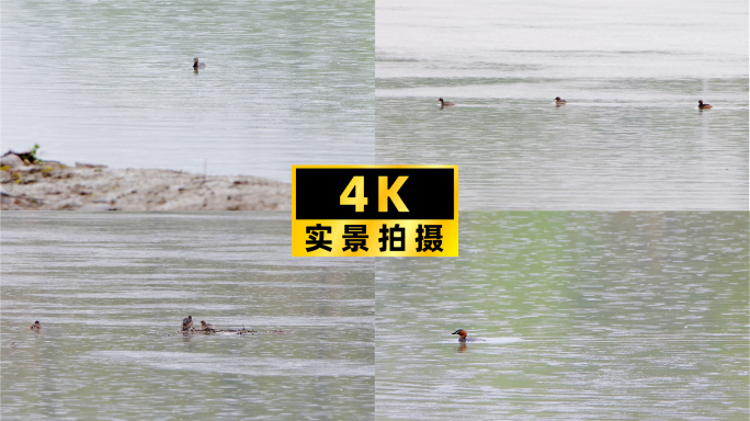 雨天湿地，潜鸭戏水，湖泊生态的欢乐时光