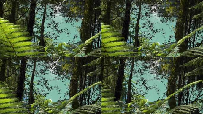 慢镜头(从左到右)，在郁郁葱葱的绿色森林里，背景是绿松石色的河流——新西兰的霍基蒂卡峡谷
