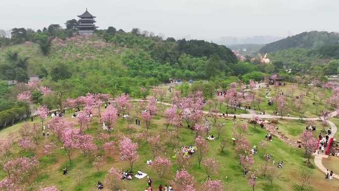 广西南宁市青秀山风景区樱花园美如仙境