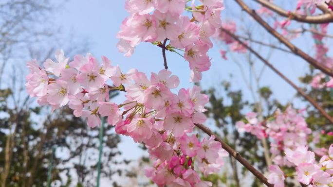 湖北武汉春季樱花盛开