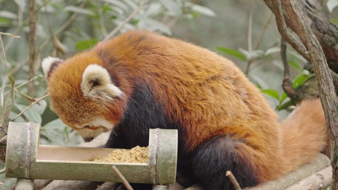 小熊猫 成都小熊猫 熊猫谷 动物园