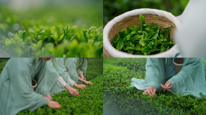 茶山茶园采茶绿茶茶春茶