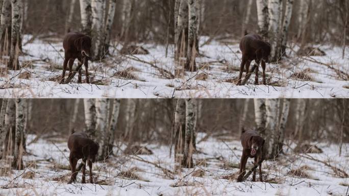 长着棕色皮毛和长耳朵的德国猎犬，在积雪覆盖的森林里啃着一根木棍。多云的一天。冬天的白桦林。没有了可乐