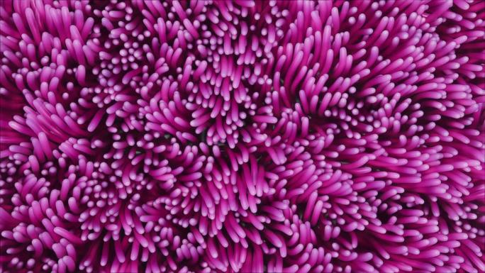 粉色海藻海葵在水下摇摆的3d渲染