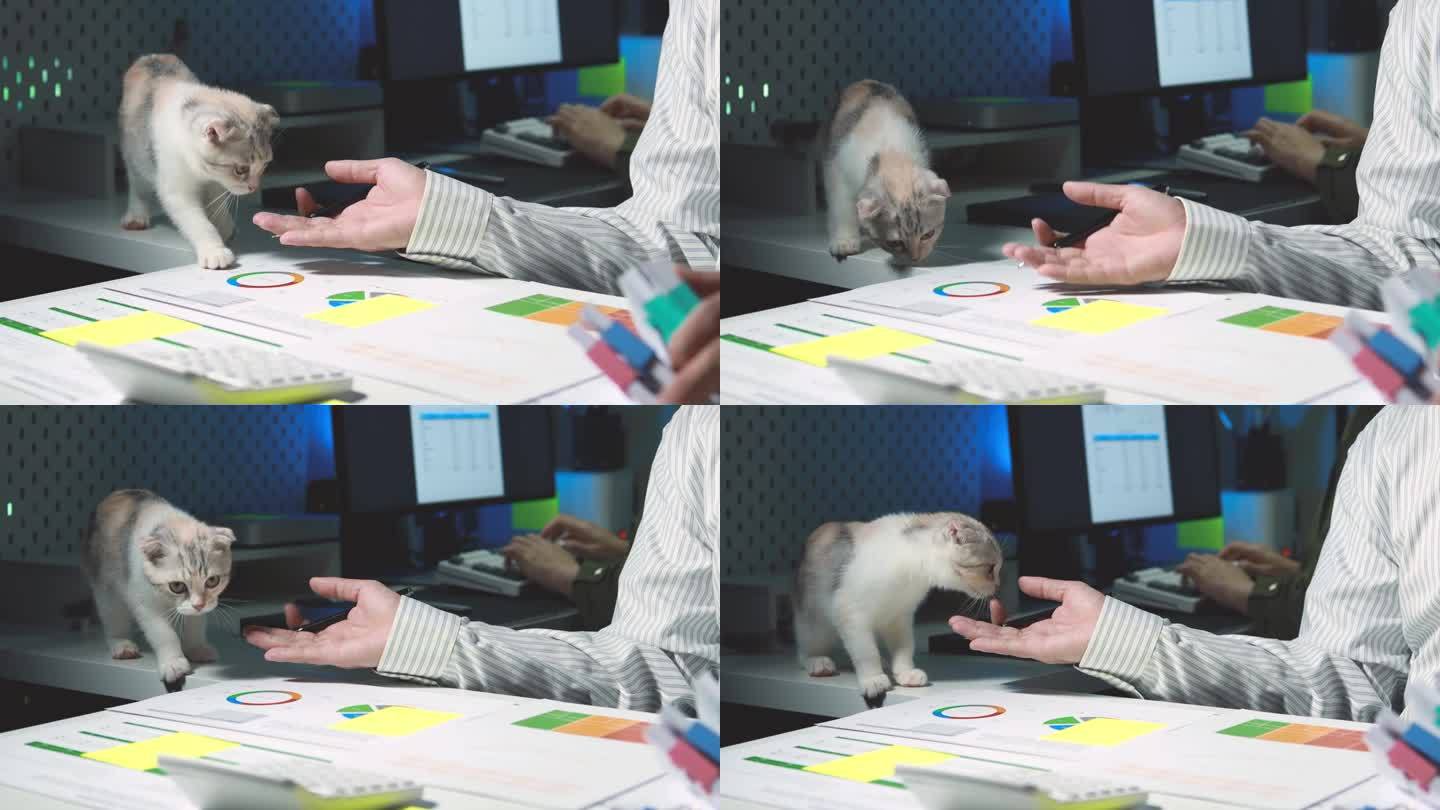 公司办公室，员工坐在房间里，小猫在他们的桌子上游荡，公司员工工作，猫在公司办公室玩耍，把幸运的猫放在