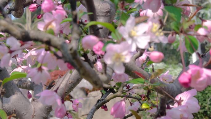 春天秋天樱花树枝叶植物风景视频素材9