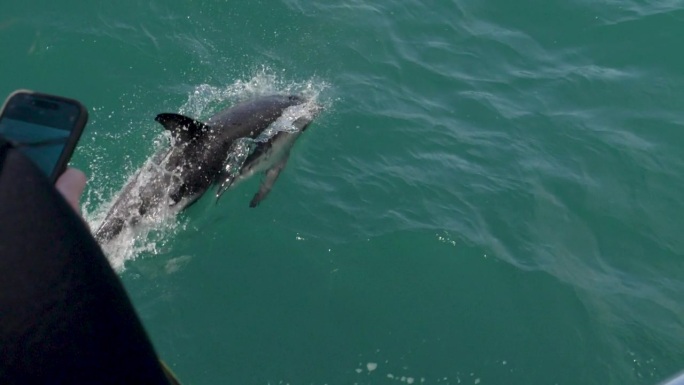 单海豚游泳进入镜头肩与手机在慢动作-凯库拉，新西兰