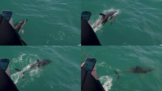单海豚游泳进入镜头肩与手机在慢动作-凯库拉，新西兰
