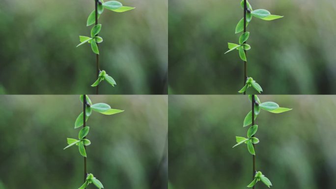 春天微风吹拂嫩绿柳枝特写空镜