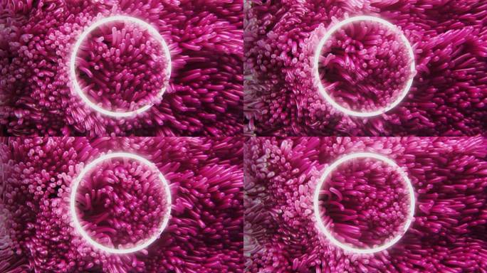 粉色海藻海葵在水下摇摆的3d渲染