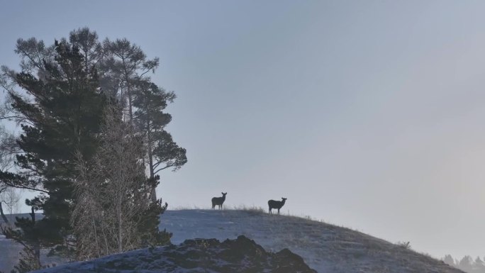 小鹿站在白雪覆盖的山顶上