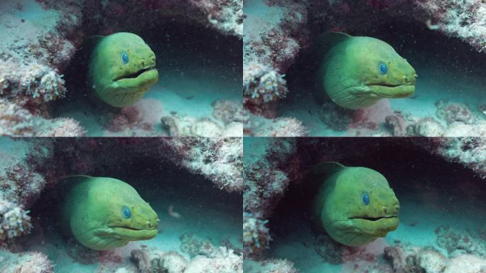 绿色的海鳗从它的窝里伸出来，看起来很有威胁。用佳能R5 40K 60F拍摄