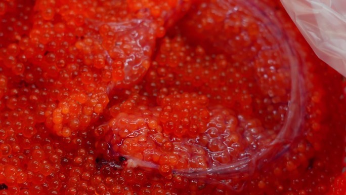 大马哈鱼的红鱼子酱特写。