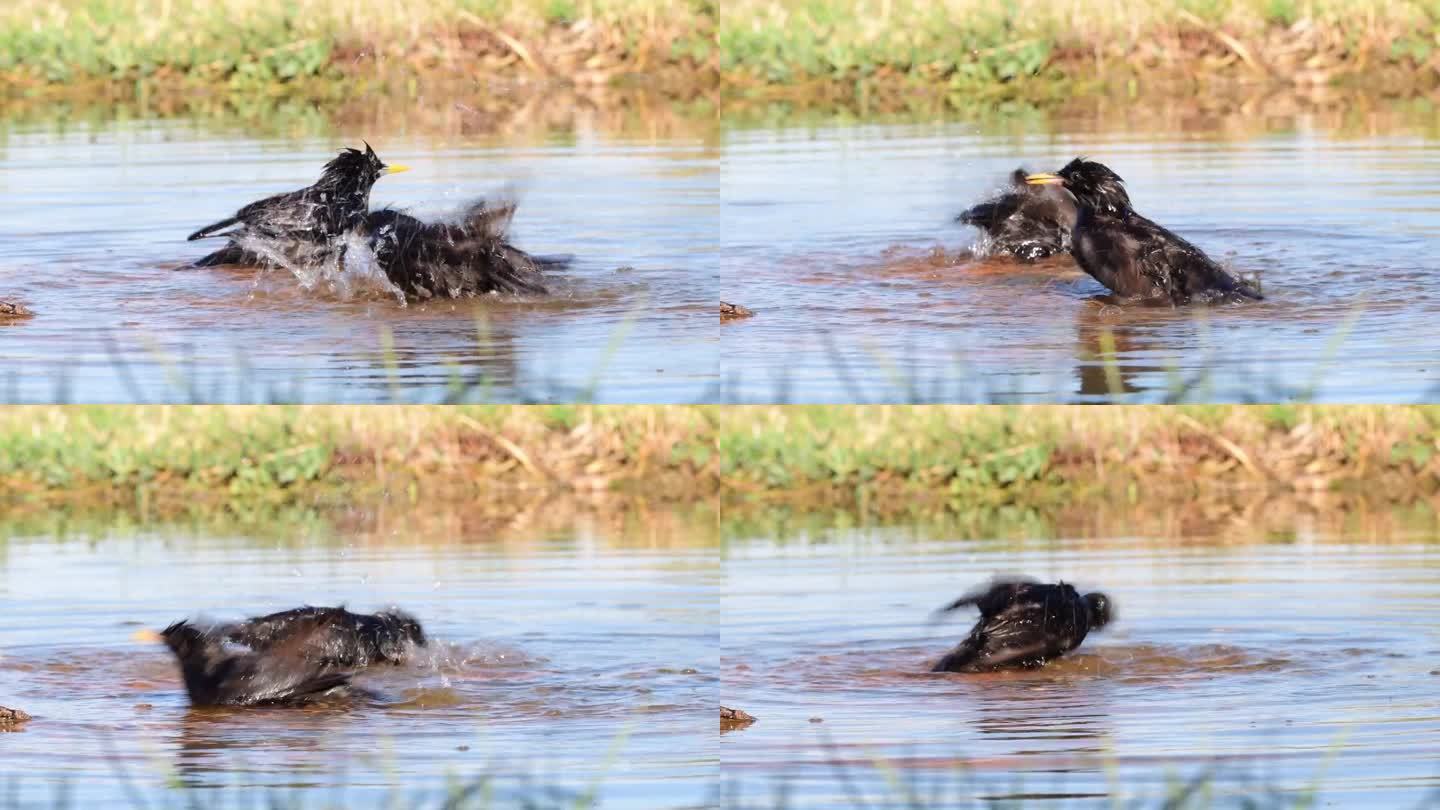 一尘不染的欧椋鸟在池塘里洗澡。